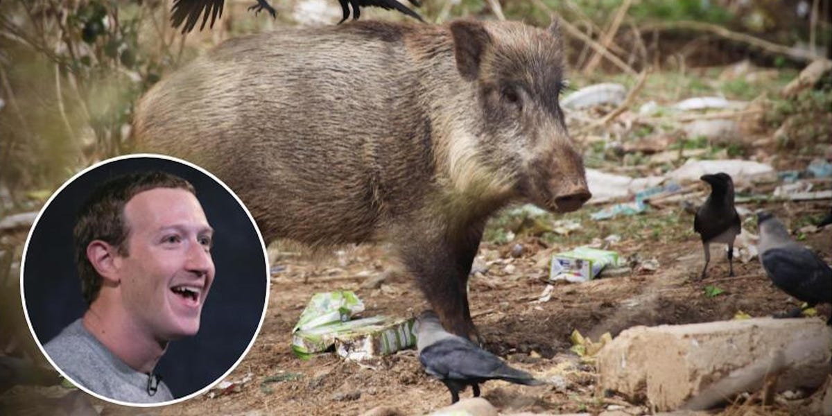 Mark Zuckerberg has an unconventional hobby: Hunting wild boars with a bow and arrow – Business Insider